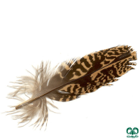 گونه میش مرغ Great Bustard